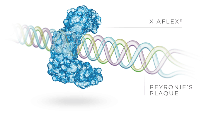 XIAFLEX® helps weaken and break down complex fibers by attaching to the Peyronie’s plaque
