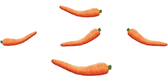 Five bent orange carrots suspended against a blue background