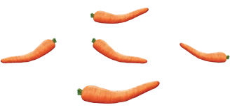 Five bent orange carrots suspended against a blue background