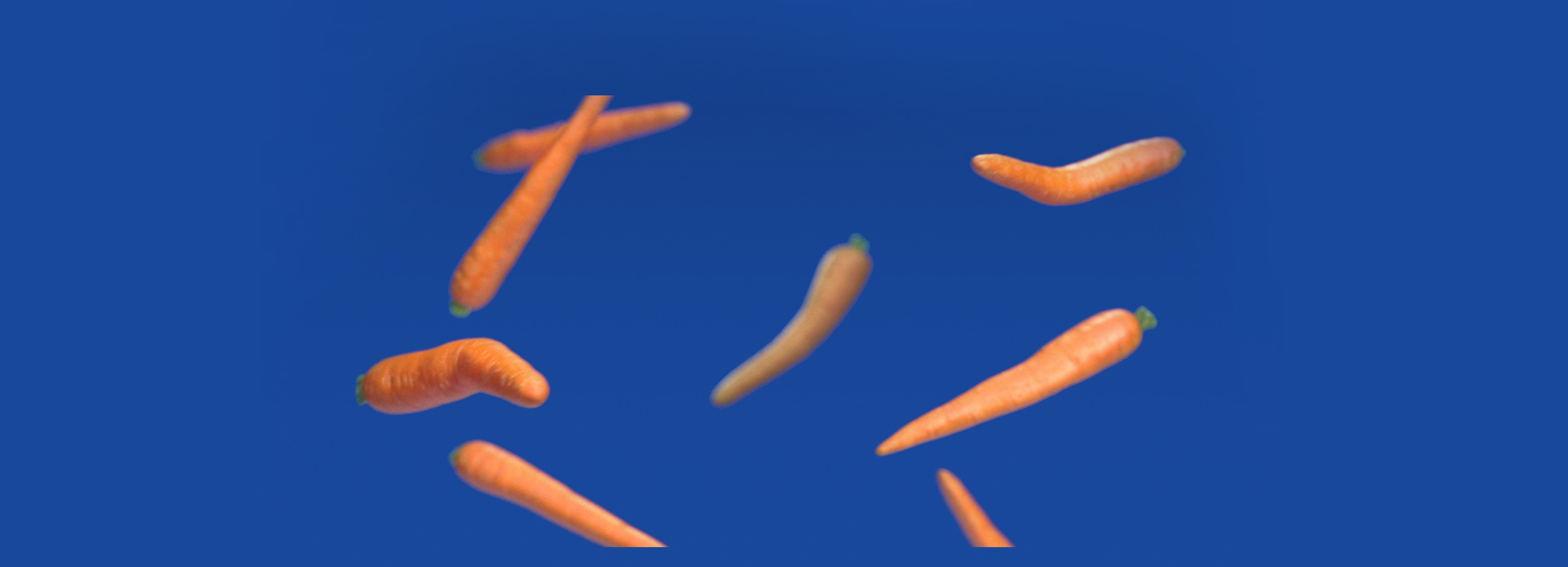 bent carrots floating on blue background