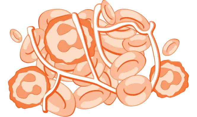 An illustration of immune cells becoming trapped in a penis